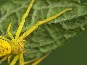 araña roja amarilla