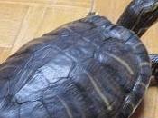 ¡Hasta siempre Titus!