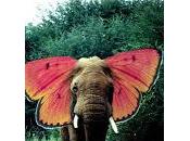 Elefante mariposa