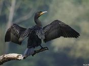 Nuevas pruebas rechazan matanzas cormoranes