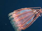 Encontrada nueva especie extraña medusa Islas Desventuradas