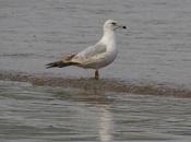 Gaviotas Delaware