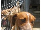 urgente!! kron necesita oportunidad, dejemos maten. perrera huesca.