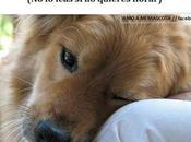 Poema perro