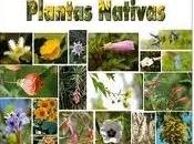 Descripción Plantas Nativas Autóctonas