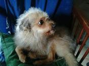 MAGUI (8años) será sacrificada porque llevan dueña residencia. URGENTE!!