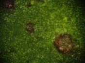 Avance investigación sobre destrucción programada tejidos