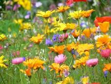 primavera llega para quedarse