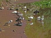 agua patos reflejados