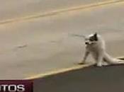 Perro rescatado tras atropellado Lima