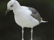 beauty seagulls-la belleza gaviotas