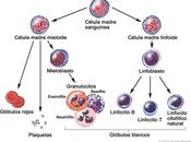 Terapia génica contra leucemia
