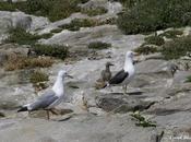 Hibridación entre gaviotas