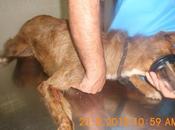 Podenco Sam, escapado recién operado. URGENTE!! (Jaen)