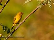 Jilguero dorado (Saffron yellow-Finch)