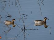 Pato capuchino (Silver teal)