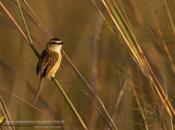 Tachurí coludo (Sharp-tailed Tyrant)