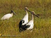 Cigüeñas Tuyuyúes