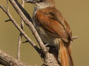 Curutié colorado (Yellow-throated Spinetail)