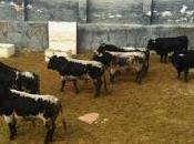 Toros jódar ruchena lidiarán cabra