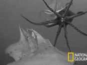 Crittercam revela secretos calamar gigante Humboldt