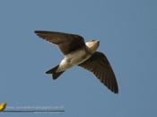 Golondrina parda (Brown-chested Martin)
