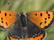 Lycaena phlaeas (Linnaeus, 1761) Manto bicolor