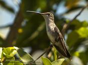 Picaflor barbijo (Blue-tufted Starthroat)