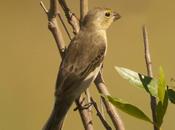 Corbatita común, Double-collared Seedeater
