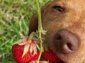 sabías Frutas Verduras nutrición perro