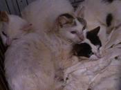 Rescate gatos atrapados crecida guadiana. (badajoz)