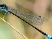 Ischnura graellsii (Rambur, 1842) Caballito Graells