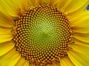 Belleza matemática misterio Fibonacci)