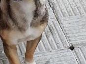 Perrita pequeña abandonada!!! (sevilla)