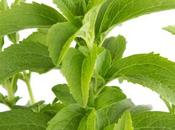 Stevia