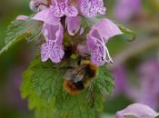 Bombus