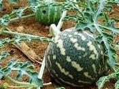 Coloquíntida