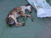 Lena, galga encontrada dentro saco contenedor. Ayuda para salvarla. (Babajoz)