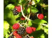 Moras