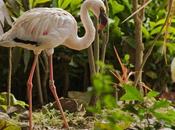 Jurong Bird Park, parque aves grande mundo