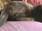 esterilización