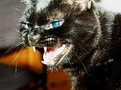 lenguaje felino