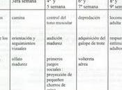 Feromonas felinas