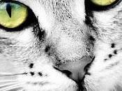 Ojos gato