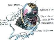 Oftalmología: arte?