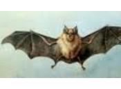 Primer censo andaluz especies amenazadas murciélagos cavernícolas