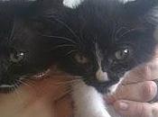 gatitas adopción