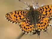 Boloria (Clossiana) (Linnaeus, 1767) Perlada violeta