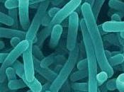 Sealed investiga nanobiotecnología para aniquilar patógenos alimentarios