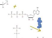 paso: Hexoquinasa